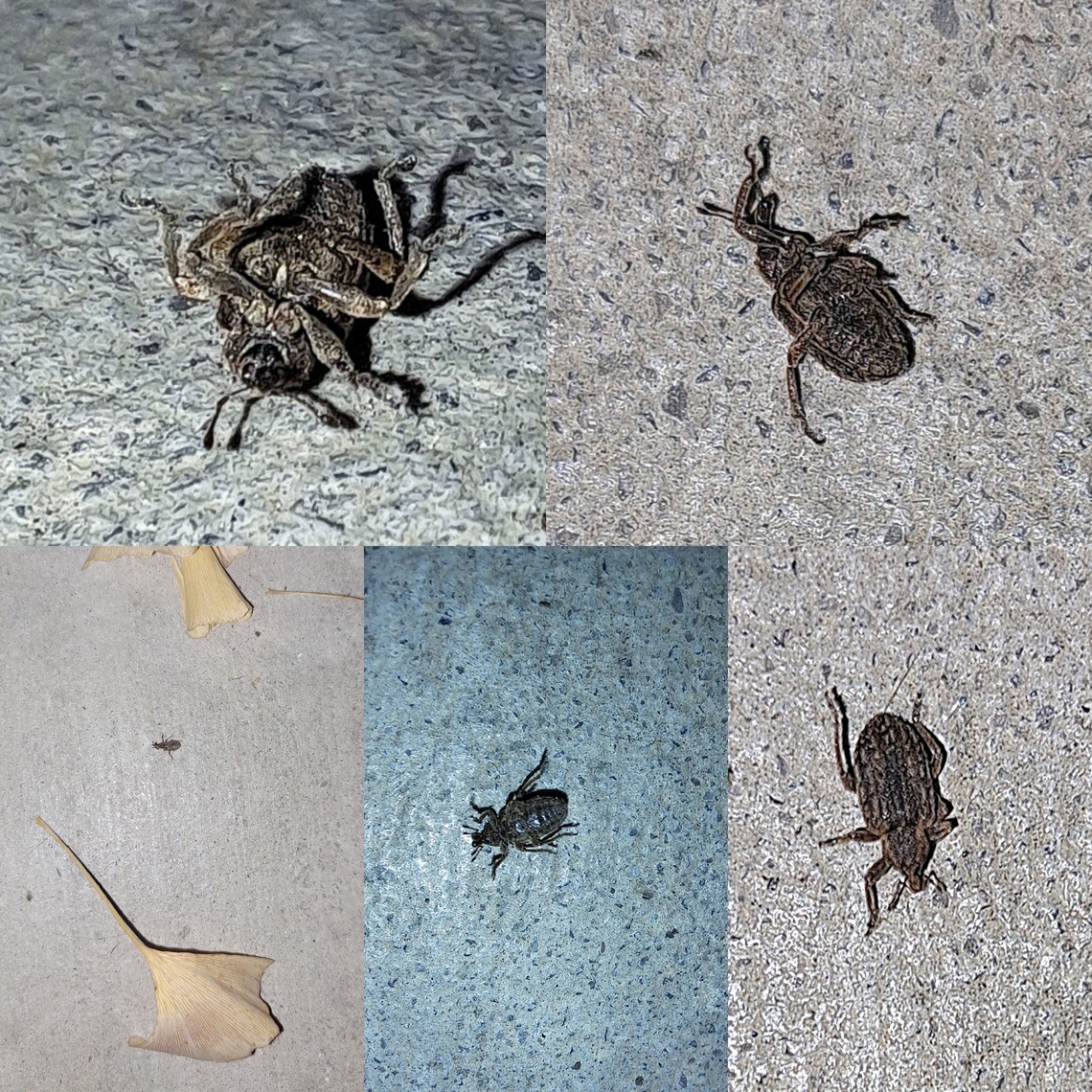 Weevil on its back Hard to get good shots in a dark setting.  I used a bug finer app to analyze the pictures. Kept saying clover weevil. There are 97,000 species, so......... Brachypera,Curculionidae,Geotagged,Snout beetles,True weevils,United States,Weevils,clover weevils