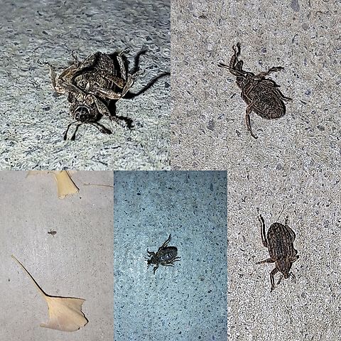 Weevil on its back Hard to get good shots in a dark setting.  I used a bug finer app to analyze the pictures. Kept saying clover weevil. There are 97,000 species, so......... Brachypera,Curculionidae,Geotagged,Snout beetles,True weevils,United States,Weevils,clover weevils