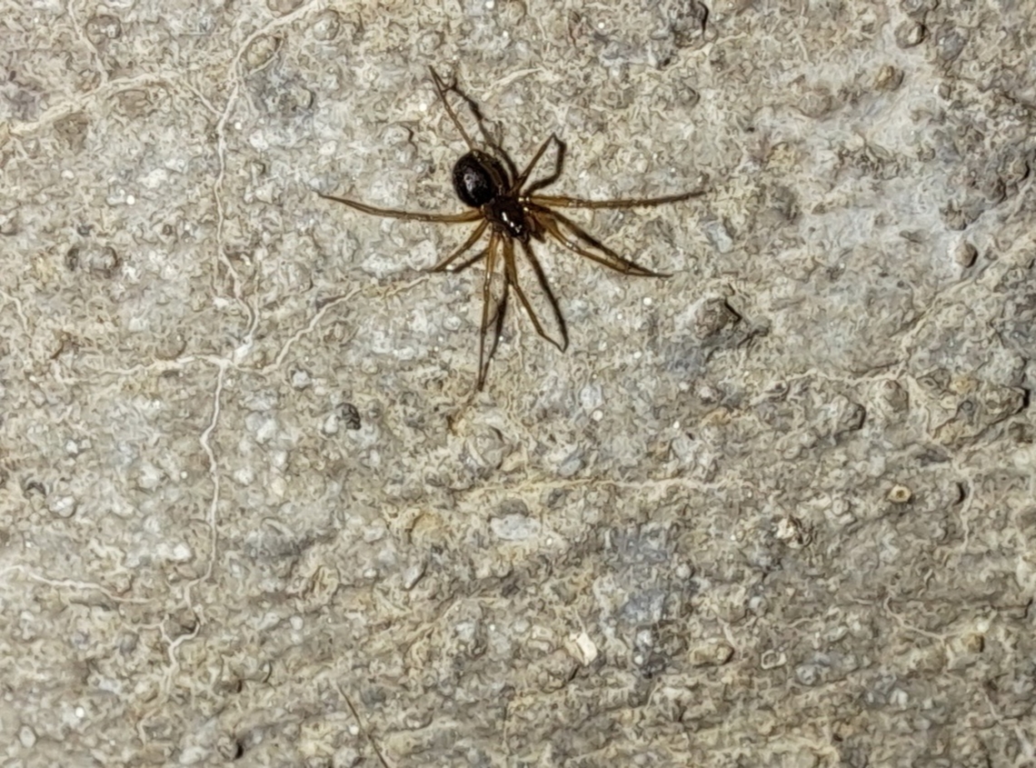 False widow spiderling Very small. Cobweb spiders,Cobweb weavers,Comb-footed spiders,Fall,False widow spider,Geotagged,Noble False Widow,Spiderling,Tangle web spiders,Tangleweb spiders,Theridiidae,United States