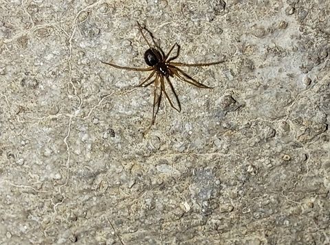False widow spiderling Very small. Cobweb spiders,Cobweb weavers,Comb-footed spiders,Fall,False widow spider,Geotagged,Noble False Widow,Spiderling,Tangle web spiders,Tangleweb spiders,Theridiidae,United States