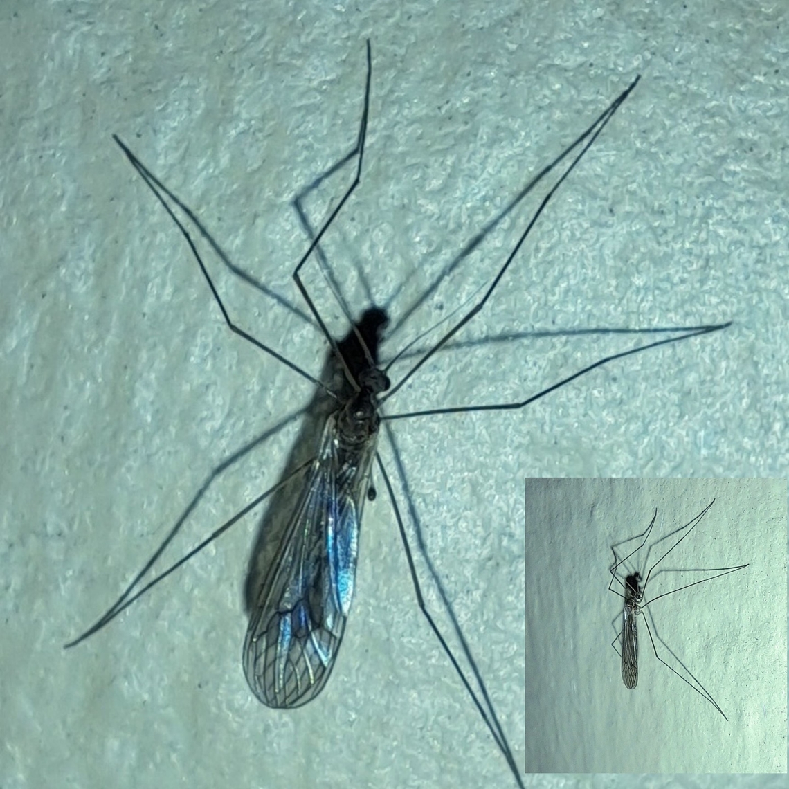 Limoniidae I thought it was a mosquito at first given the size. I usually see the bigger variety <br />
 Geotagged,Limoniidae,United States,crane fly