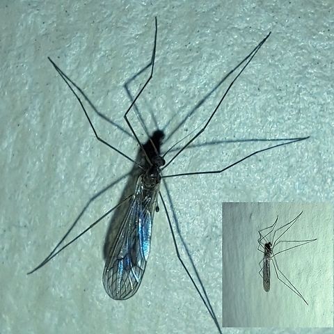 Limoniidae I thought it was a mosquito at first given the size. I usually see the bigger variety 
 Geotagged,Limoniidae,United States,crane fly