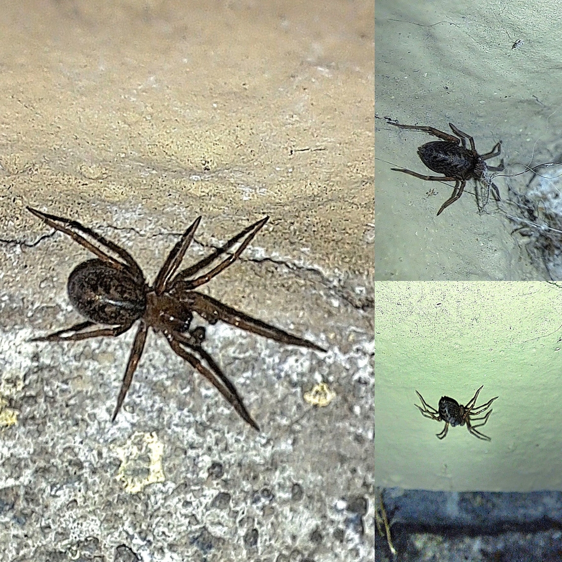 Metaltella simoni male  Amphinectidae,Geotagged,Male,Metaltella simoni,South American Toothed Hacklemesh Weaver,United States,cribellate,hacklemesh weaver,spider