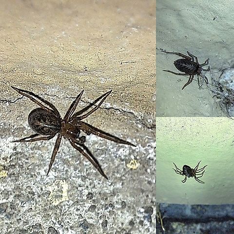 Metaltella simoni male  Amphinectidae,Geotagged,Male,Metaltella simoni,South American Toothed Hacklemesh Weaver,United States,cribellate,hacklemesh weaver,spider