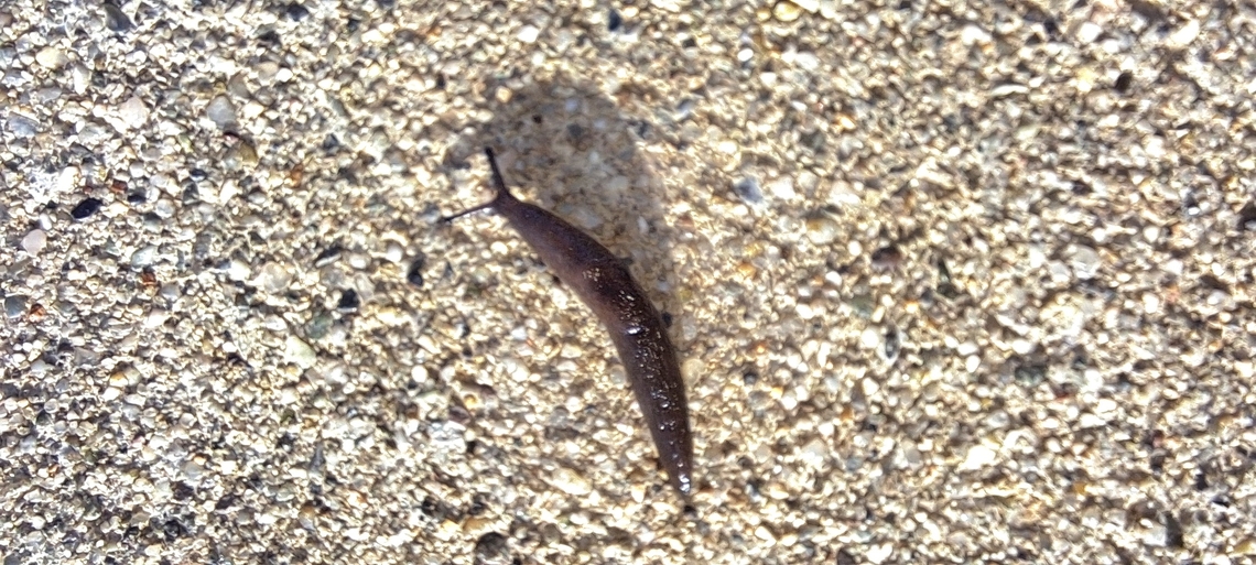 Milax gagates Small. About sn inch Geotagged,Greenhouse slug,Milax gagates,United States,Winter,greenhouse slug,keeled slug,slug