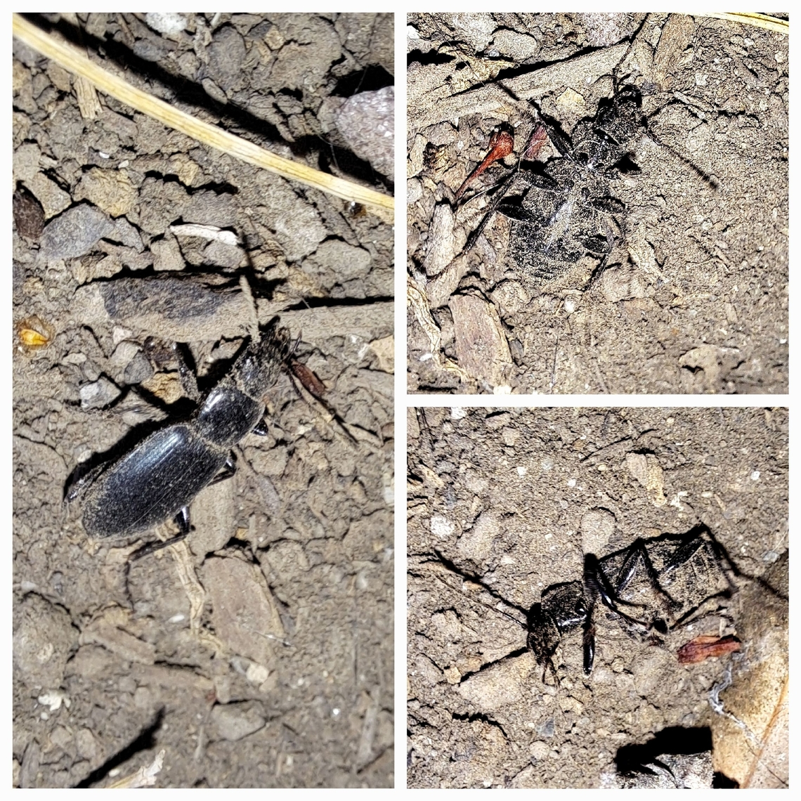 Darkling beetle 20,000 species Geotagged,Tenebrionidae,United States,beetle,black,darkling beetle