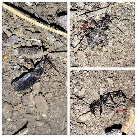 Darkling beetle 20,000 species Geotagged,Tenebrionidae,United States,beetle,black,darkling beetle