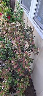 Crassula ovata Even though it just started raining recently, it's a little parched. Crassula ovata,Geotagged,Jade plant,United States,Winter,flowers,winter