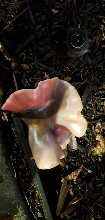 Wood ear Actually been raining for a while. Saw this on the way to work. Auricularia auricula-judae,Geotagged,United States,Winter,Wood Ear,fungus,jelly ear