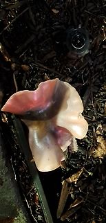 Wood ear Actually been raining for a while. Saw this on the way to work. Auricularia auricula-judae,Geotagged,United States,Winter,Wood Ear,fungus,jelly ear