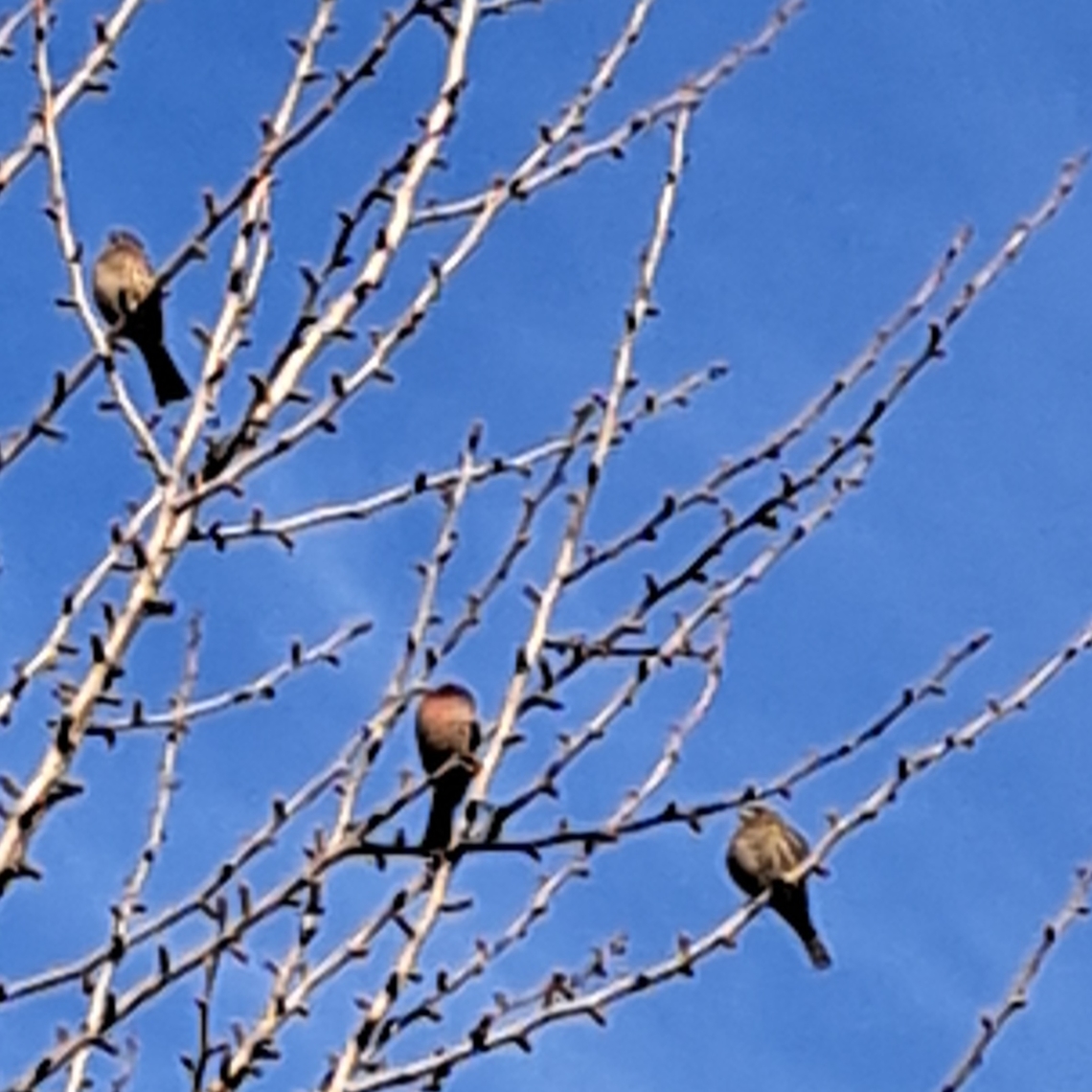 Red house finch  Carpodacus mexicanus,Female,Geotagged,House Finch,Male,United States,Winter,red