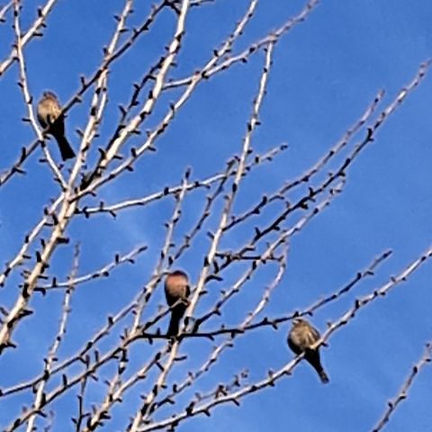 Red house finch  Carpodacus mexicanus,Female,Geotagged,House Finch,Male,United States,Winter,red