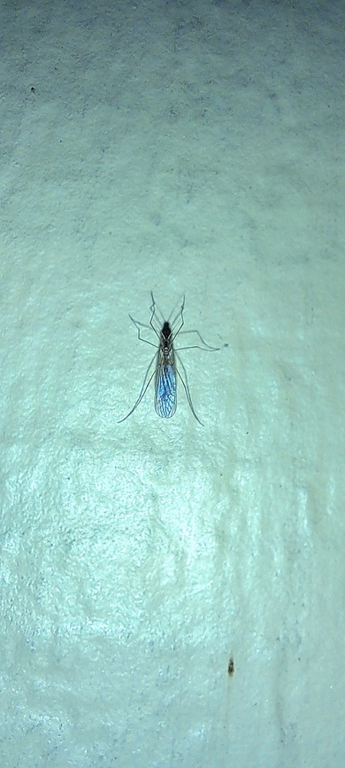 Trichocera annulata  Geotagged,Trichocera annulata,United States,Winter,winter crane fly,winter gnat