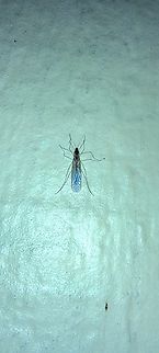 Trichocera annulata  Geotagged,Trichocera annulata,United States,Winter,winter crane fly,winter gnat