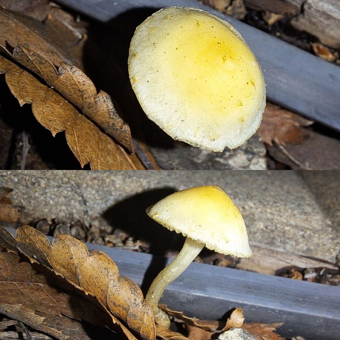 Hypholoma fasciculare  Fungus,Geotagged,Hypholoma fasciculare,United States,mushroom,sulphur tuft