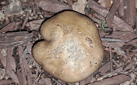 Melanoleuca angelesiana  Fungus,Geotagged,Melanoleuca angelesiana,United States,Winter,mushroom