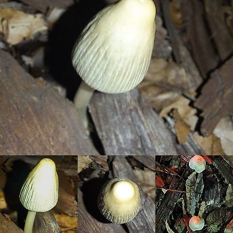 Coprinellus micaceus  Coprinellus micaceus,Geotagged,Mica Cap,United States