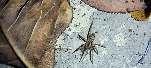 Wolf spider sans back leg  Camptocosa parallela,Geotagged,Leaf,Lycosidae,United States,Winter,Wolf Spider