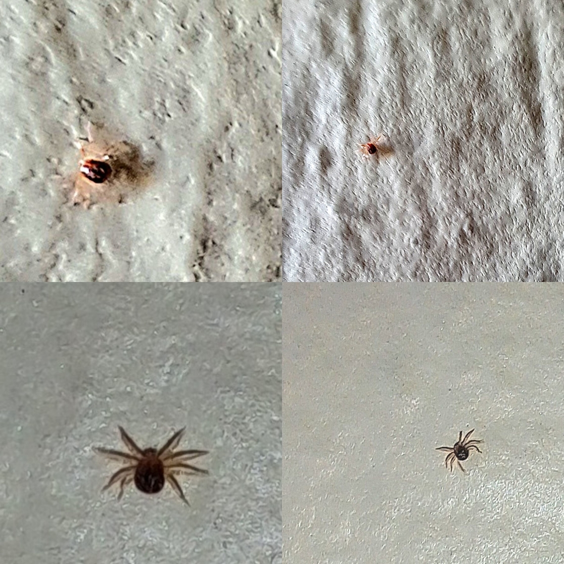 Spider mite Attracted to jade plants.  Geotagged,Tetranychidae,United States,clove mite,red,spider mite