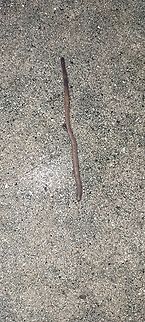 Common earthworm Common in Europe.  Invasive in North America.  Common Earthworm,Earthworm,Geotagged,Lumbricus terrestris,United States,Winter,common earthworm