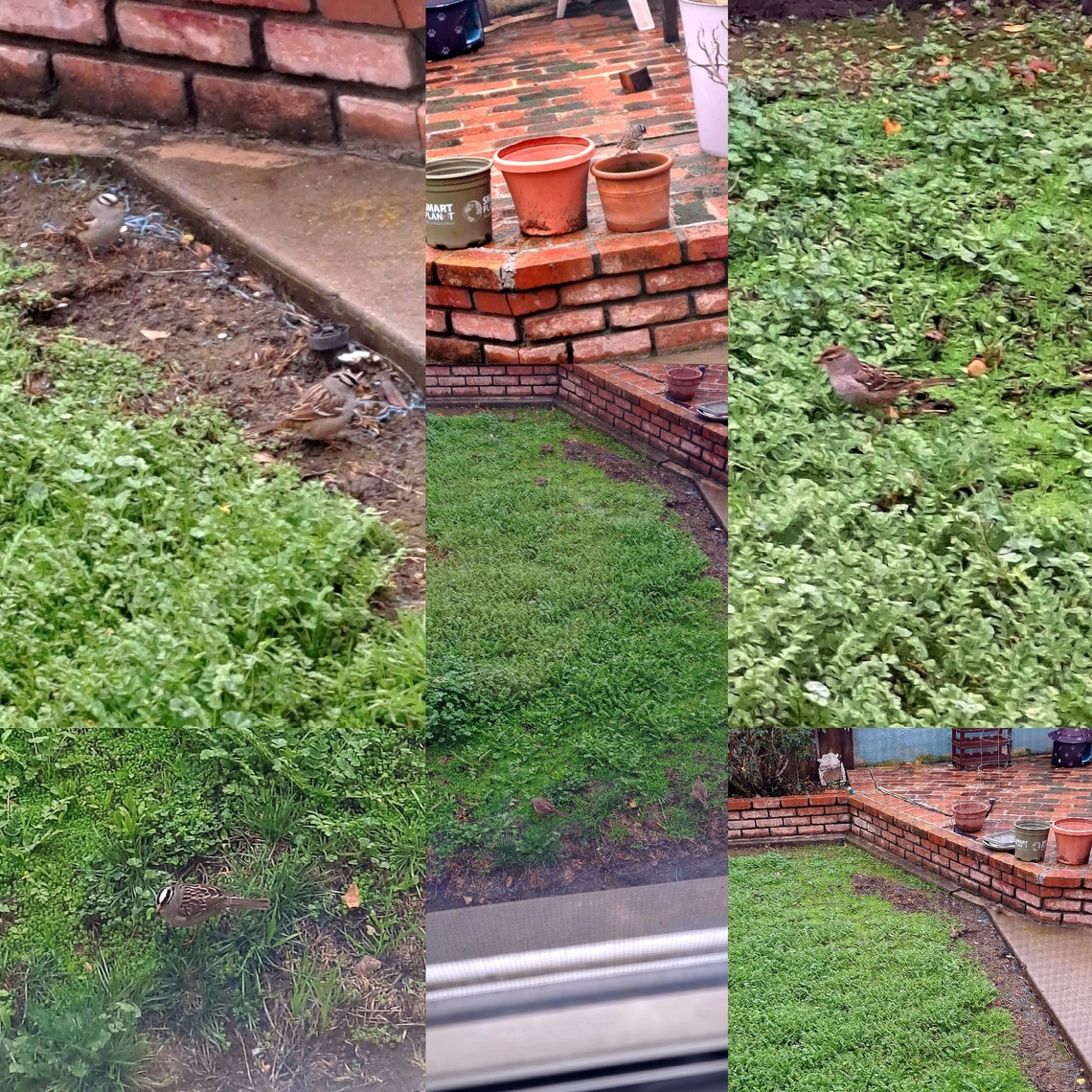 White -crowned sparrow  Geotagged,United States,White -crowned sparrow,White-crowned Sparrow,Zonotrichia leucophrys,female,male