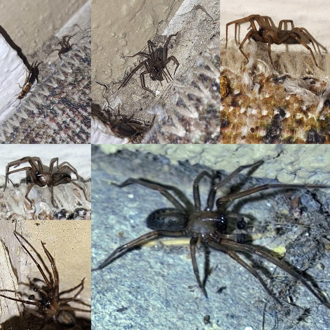 Metaltella simoni Hacklemesh Weaver Metaltella simoni is the only known cribellate species in North America with 5 or more teeth on both the pro- and retromargin of the chelicerae  Amphinectidae,Geotagged,Hacklemesh Weaver,Male,Metaltella simoni,South American Toothed Hacklemesh Weaver,Spider,United States,cribellate