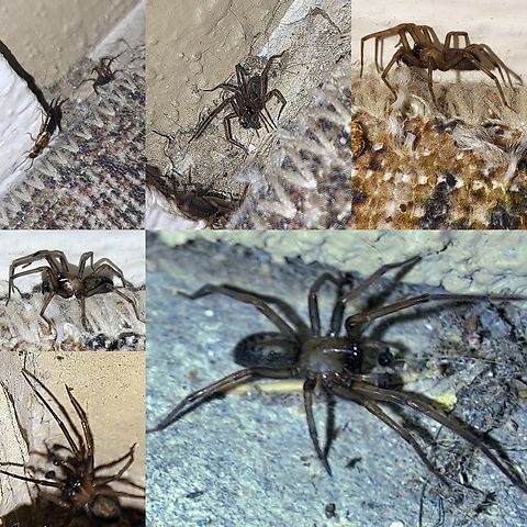 Metaltella simoni Hacklemesh Weaver Metaltella simoni is the only known cribellate species in North America with 5 or more teeth on both the pro- and retromargin of the chelicerae  Amphinectidae,Geotagged,Hacklemesh Weaver,Male,Metaltella simoni,South American Toothed Hacklemesh Weaver,Spider,United States,cribellate