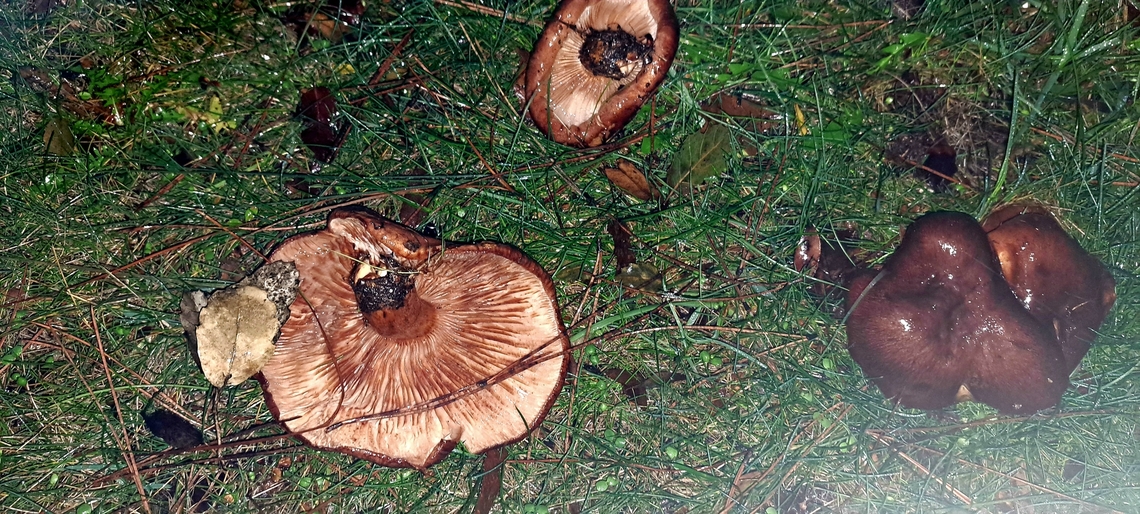 Tricholoma fracticum Soi many mushrooms species due to heavy rains. Geotagged,Tricholoma fracticum,United States,Winter,mushroom