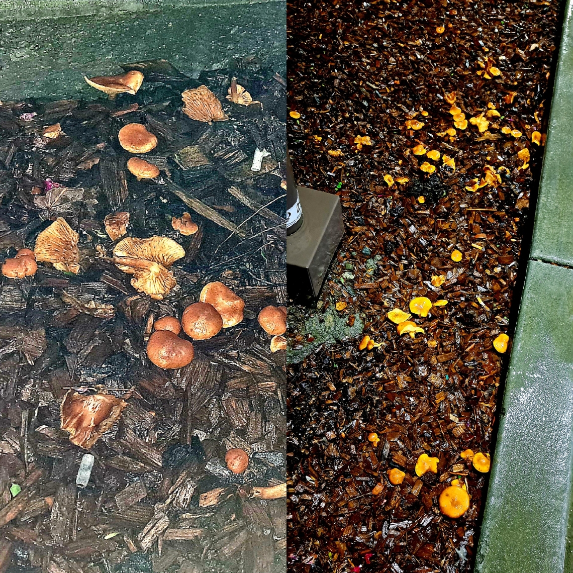 Shiitake mushroom? Found outside Applebee&#039;s restaurant. According to Google lens. Could be wrong.  Fungus,Geotagged,Shiitake,United States,mushroom