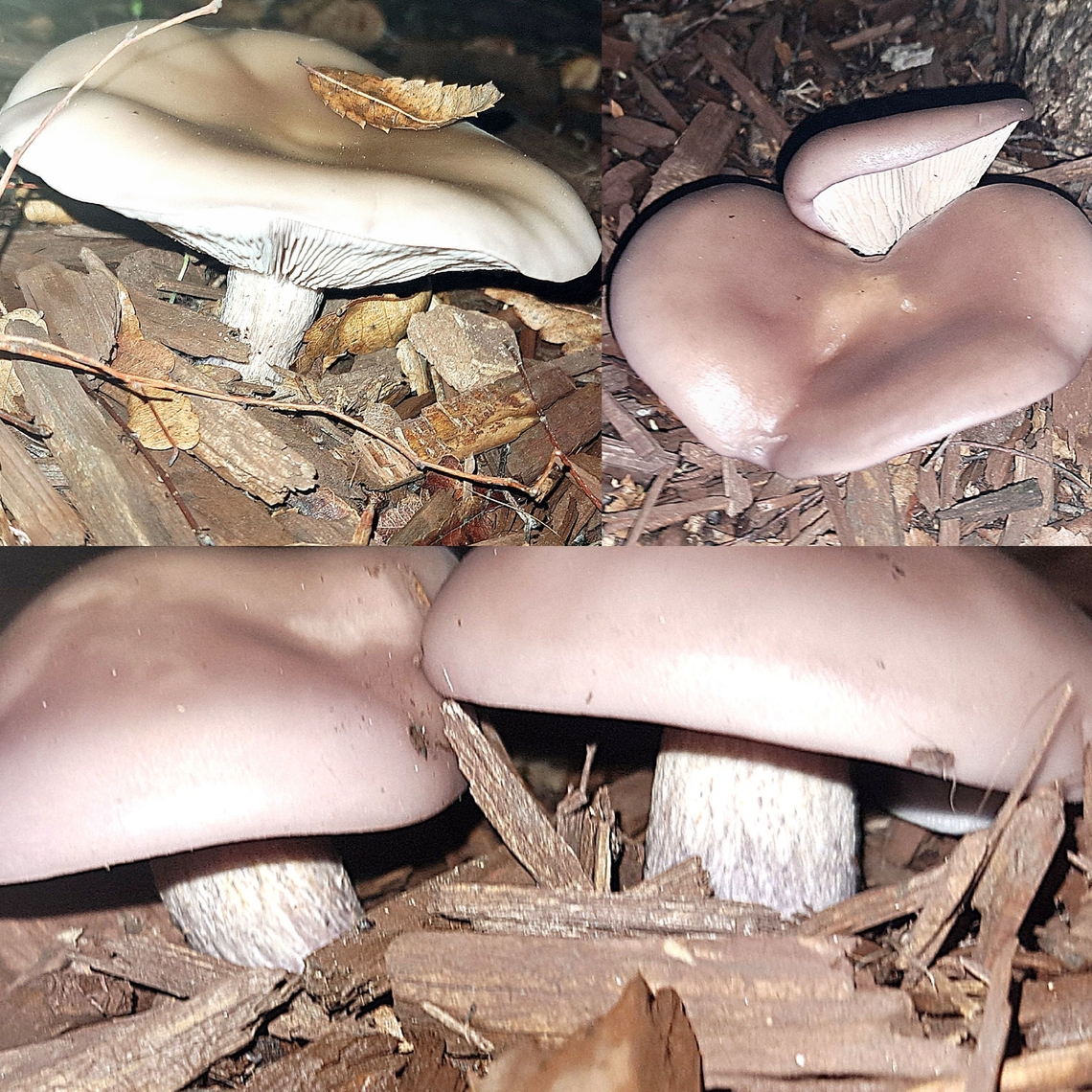 Clitocybe nuda Grows around tan bark. Clitocybe nuda,Geotagged,United States,Wood Blewit,fungus,mushroom
