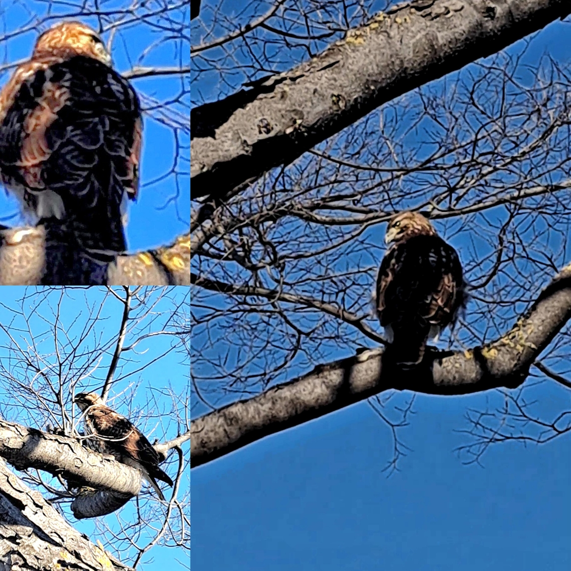 Californian Red-Tailed Hawk Could not get the front of it. Kinda spook it. Accipitridae,Buteo jamaicensis,Geotagged,Red-tailed Hawk,Red-tailed hawk,United States