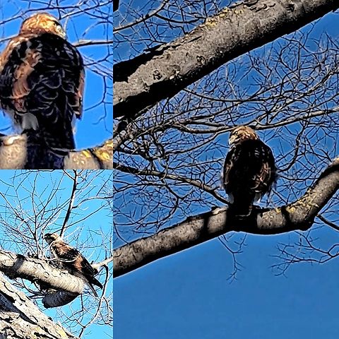Californian Red-Tailed Hawk Could not get the front of it. Kinda spook it. Accipitridae,Buteo jamaicensis,Geotagged,Red-tailed Hawk,Red-tailed hawk,United States