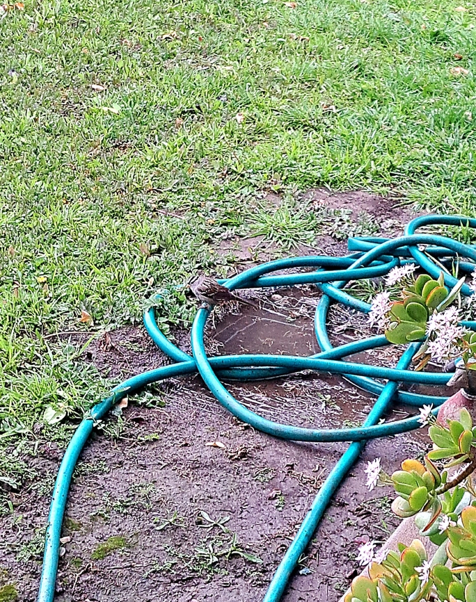 White-crowned sparrow Hanging out with friends nearby eating dandelion seeds and whatever the rain brought.  Geotagged,Sparrow,United States,White -crowned sparrow,White-crowned Sparrow,Winter,Zonotrichia leucophrys,bird,male