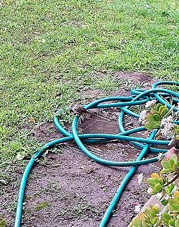 White-crowned sparrow Hanging out with friends nearby eating dandelion seeds and whatever the rain brought.  Geotagged,Sparrow,United States,White -crowned sparrow,White-crowned Sparrow,Winter,Zonotrichia leucophrys,bird,male