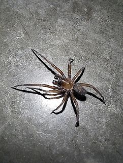 Metaltella simoni This guy was at my work and froze for pictures.  Geotagged,Hacklemesh Weaver,Metaltella simoni,South American Toothed Hacklemesh Weaver,Spider,United States,Winter,male