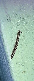 Millipede The segments are too tight to be a greenhouse one Geotagged,United States,Winter,brown,millipede