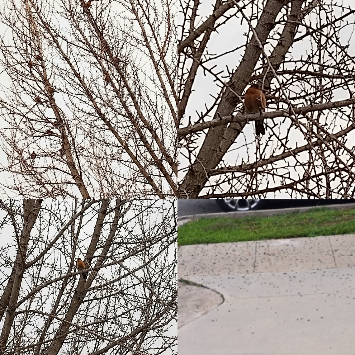 American Robin Best picture I could get on a cloudy day. They have been leaving their &quot;territory&quot; behind.  The sidewalk was clean the other day. American Robin,Geotagged,Turdus migratorius,United States,bird