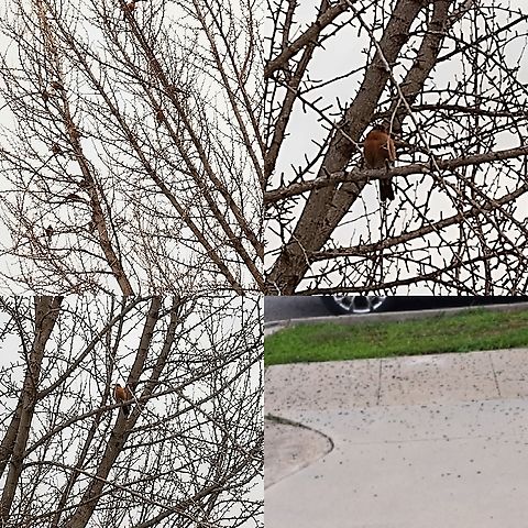 American Robin Best picture I could get on a cloudy day. They have been leaving their "territory" behind.  The sidewalk was clean the other day. American Robin,Geotagged,Turdus migratorius,United States,bird