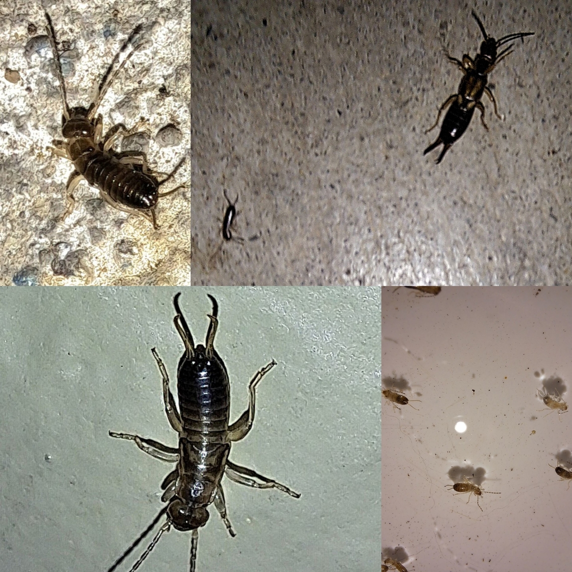 European earwig nymphs I saw the babies in a pool of water back on March the third. They&#039;re a little early for spring. Mama is there for size comparison. They&#039;re crawling around the front door.  Common earwig,European earwig,Forficula auricularia,Geotagged,United States,female,nymphs