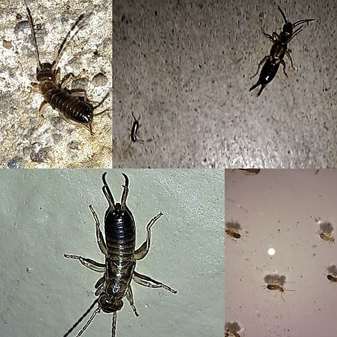 European earwig nymphs I saw the babies in a pool of water back on March the third. They're a little early for spring. Mama is there for size comparison. They're crawling around the front door.  Common earwig,European earwig,Forficula auricularia,Geotagged,United States,female,nymphs