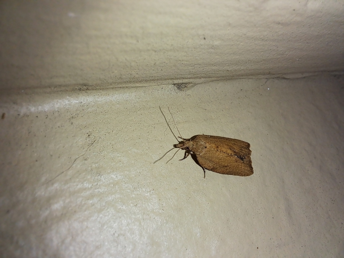 Light brown apple moth female The light brown apple moth is a native insect of Australia. Invasive here in the U.S. Epiphyas postvittana,Geotagged,Light Brown Apple Moth,Light brown apple moth,Tortricidae,United States,Winter,female,leafroller moth,tortricid leafroller