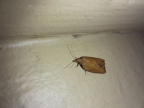 Light brown apple moth female The light brown apple moth is a native insect of Australia. Invasive here in the U.S. Epiphyas postvittana,Geotagged,Light Brown Apple Moth,Light brown apple moth,Tortricidae,United States,Winter,female,leafroller moth,tortricid leafroller