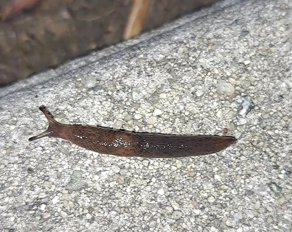 Slug  Air-breathing land slugs,Geotagged,Slug,United States,Winter,land slug