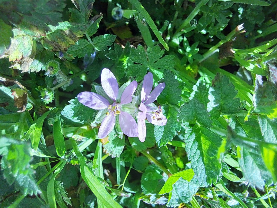 musk stork's-bill Flowers on the yard. Erodium moschatum,Geotagged,United States,Winter,flower,musk stork's-bill