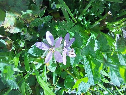 musk stork's-bill Flowers on the yard. Erodium moschatum,Geotagged,United States,Winter,flower,musk stork's-bill