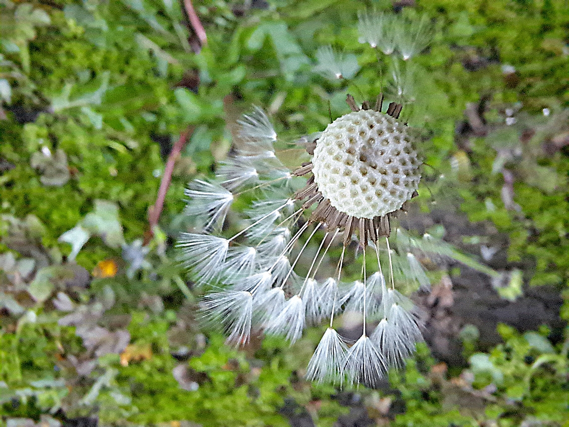 Common dandelion  Asteraceae,Common dandelion,Dandelion,Geotagged,Taraxacum officinale,United States,Winter