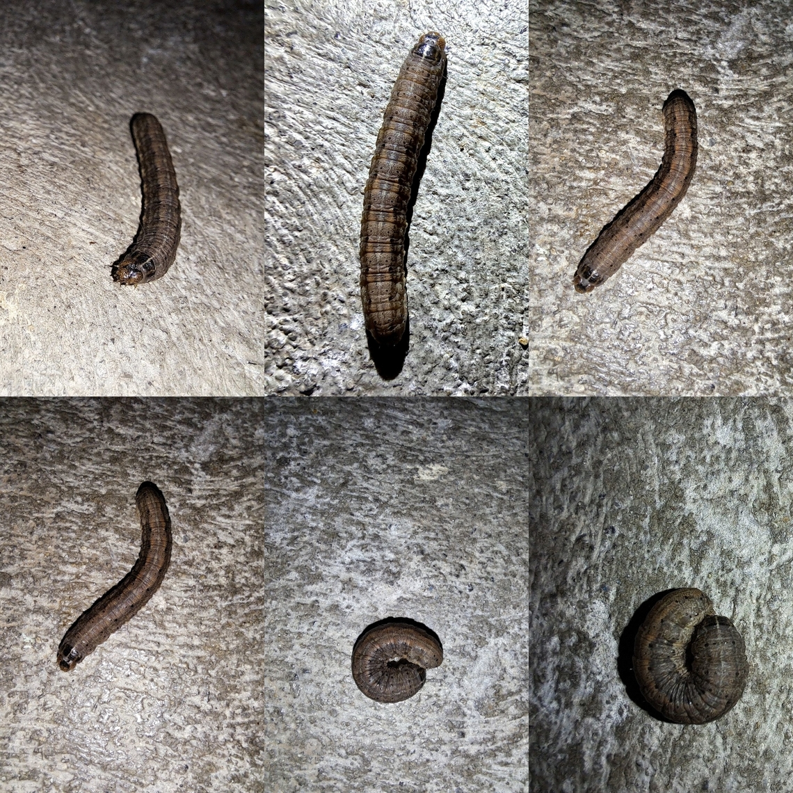 army cutworm I read they are a pest in Nebraska. Army cutworm,Euxoa auxiliaris,Geotagged,United States,army cutworm,caterpillar,larvae
