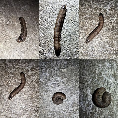 army cutworm I read they are a pest in Nebraska. Army cutworm,Euxoa auxiliaris,Geotagged,United States,army cutworm,caterpillar,larvae