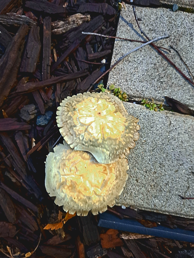 Mushrooms ???? Google lens says it&#039;s a magic mushroom.  Fungus,Psilocybin,magic mushroom,mushroom