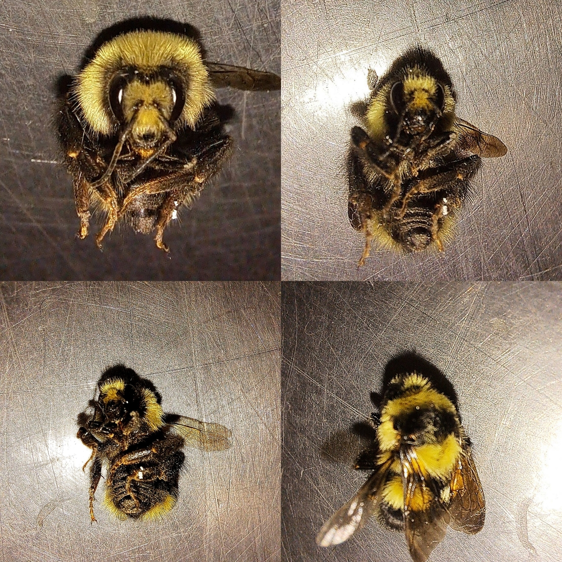Bumblebee Found it at work. Was recently deceased when found.  Bombus insularis,Cuckoo bumblebee,Geotagged,Hymenoptera,Psithyrus,United States,bumblebee,female,indiscriminate cuckoo bumblebee